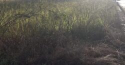Land for Sale in Freeport
