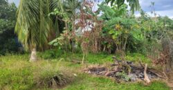 4 1/2 Lots for Sale Arena Main Road $1,200,000