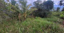 4 1/2 Lots for Sale Arena Main Road $1,200,000